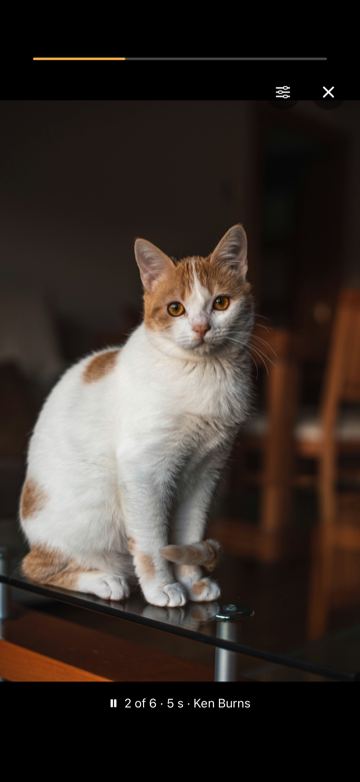 A full-screen slideshow showing a cat on a glass table, with a progress bar on top and the caption “2 of 6 · 5 s · Ken Burns”.